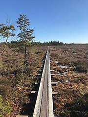 En tre bräder bred spång löper tvärs över mossen vid sidan av några slanka tallar. 
