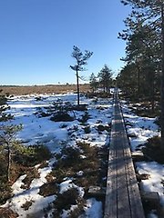 Träspång leder över en snöklädd mosse. 
