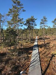 Tunna tallar växer vid spången på mossen.