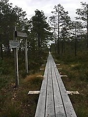 Träspången leder spikrakt genom den glesa växtligheten. Vid sidan några väganvisningar. 