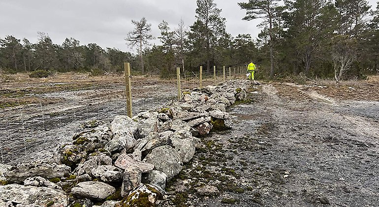 130 hektar stänglas för bete i Mölnermyrs naturreservat