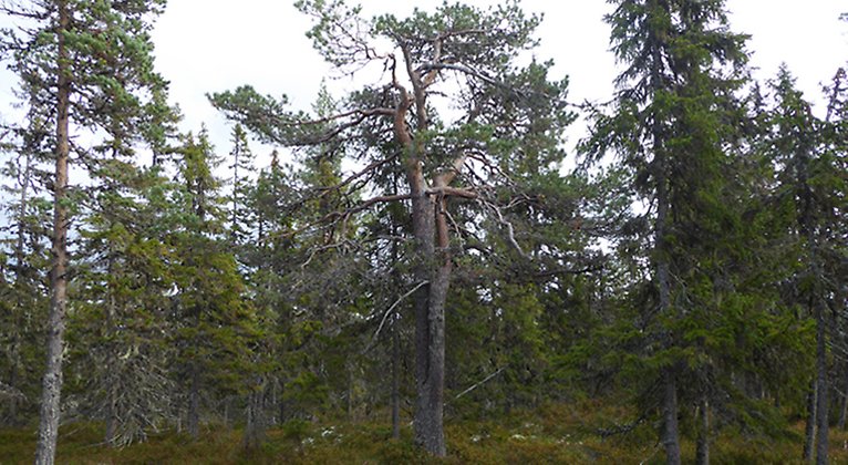Gammal tall i den glesa skogen på Hälbergets topp. Foto: Länsstyrelsen Gävleborg