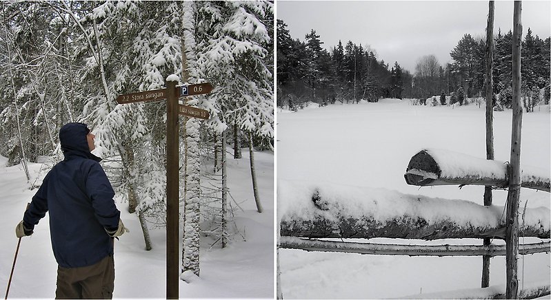två bilder: 1. skidåkare och stigvisare i en snöig skog. 2. I förgrunden en trägärdesgård, en öppen mark täckt med snö och i bakgrunden ett skogsbryn.