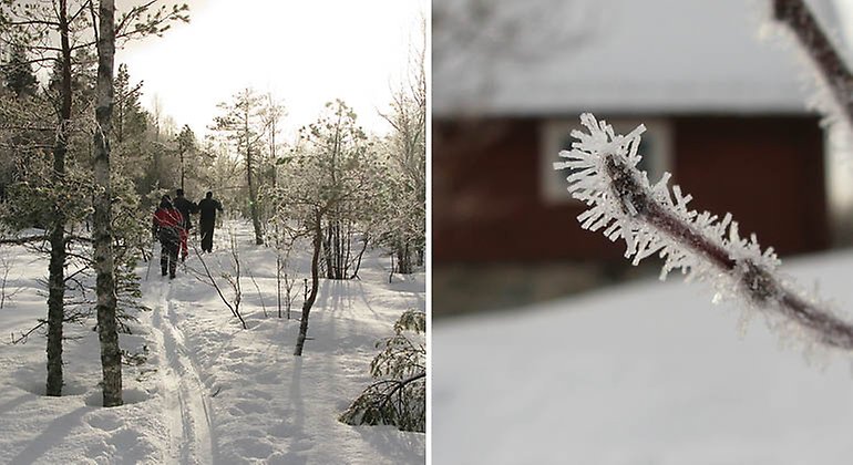 Två bilder. Till vänster flera skidåkare på led över myr. Till höger närbild på en knopp med rimfrost.