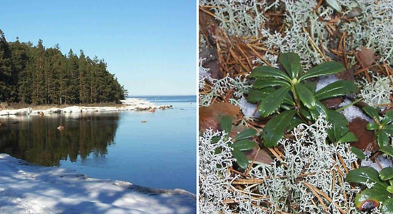 Två bilder: 1. spegelblank vik vid snötäckt strand. 2. ryl, en mörkgrön växt med läderartade blad bland renlav.