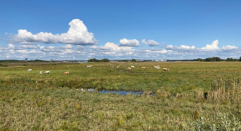 Kor är de bästa naturvårdarna på strandängar.