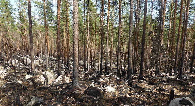 Bränd skog i Körbruksbergets naturreservat.
