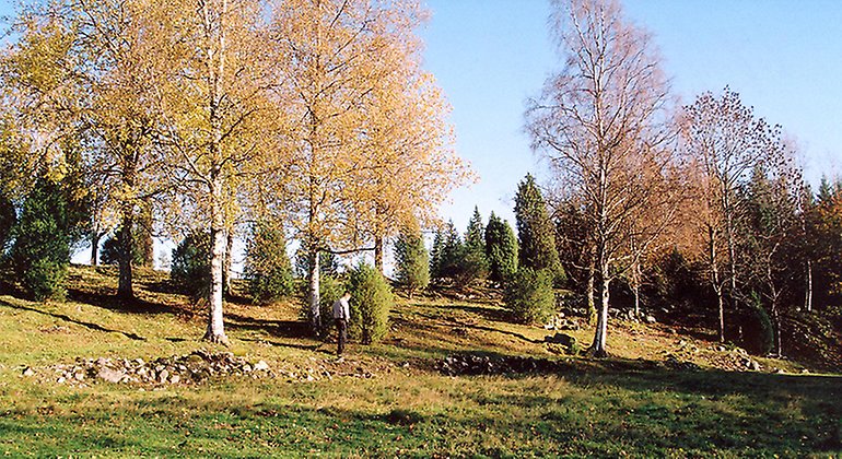 En kulle med höstfärgade björkar och enbuskar.