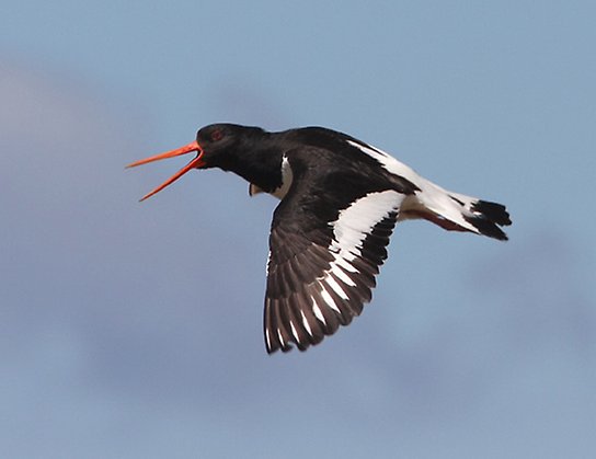 En svartvit fågel med röd näbb och ben flyger.