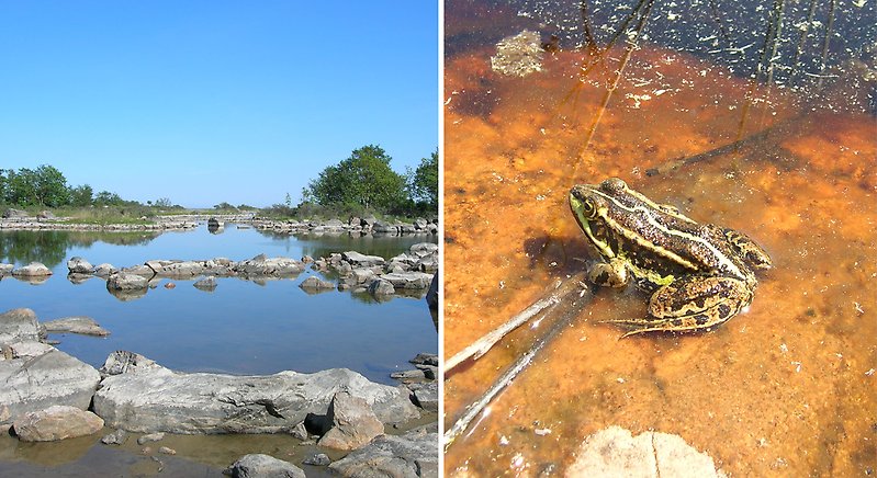 Två bilder: 1.Grund vik med spegelblankt vatten, uppstickande stenar. 2. Groda sitter i grunt vatten. Den är brun med ljusa längsgående ränder.