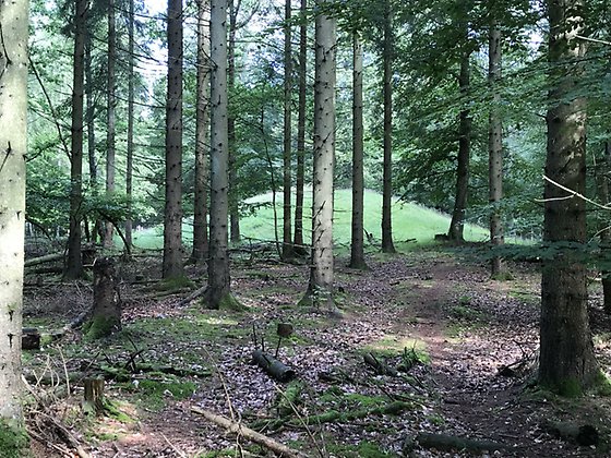 Gravhög i skog norr om Maltesholms godsmiljö
