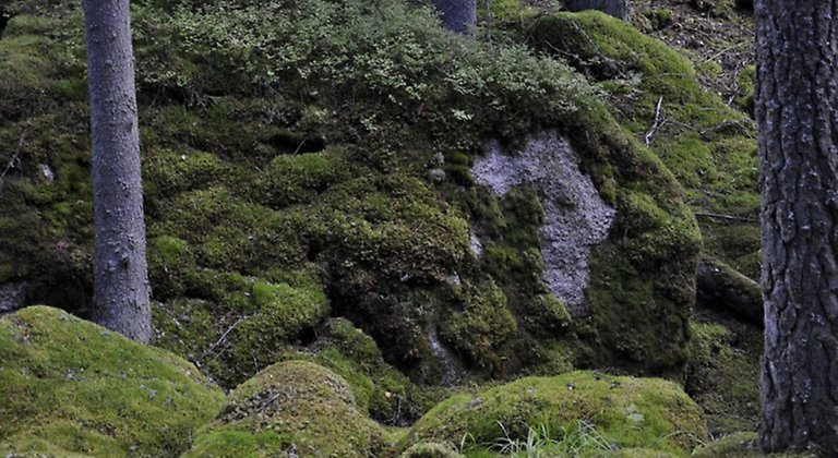 Mossklädda stenblock i skogsmiljö