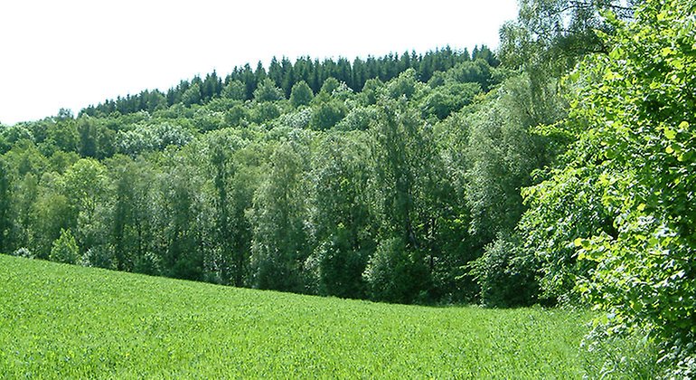 Grön lövskog och i förgrunden grön ängsmark.