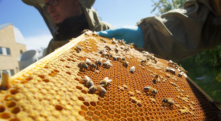 Biodlare som visar upp en vaxkaka med bin