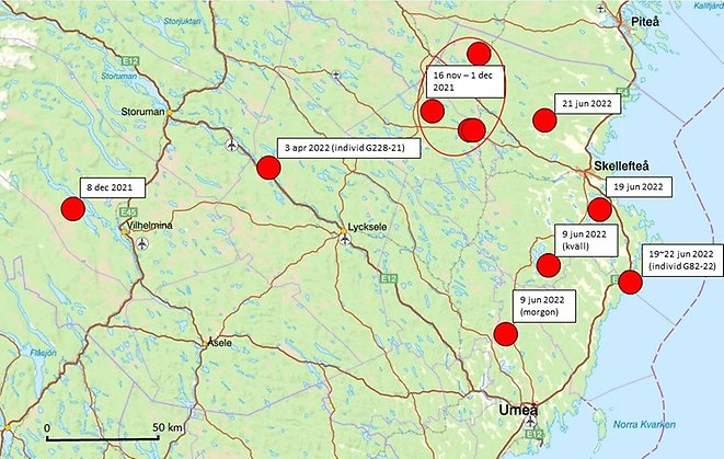 Karta över bekräftade vargobservationer i Västerbotten.