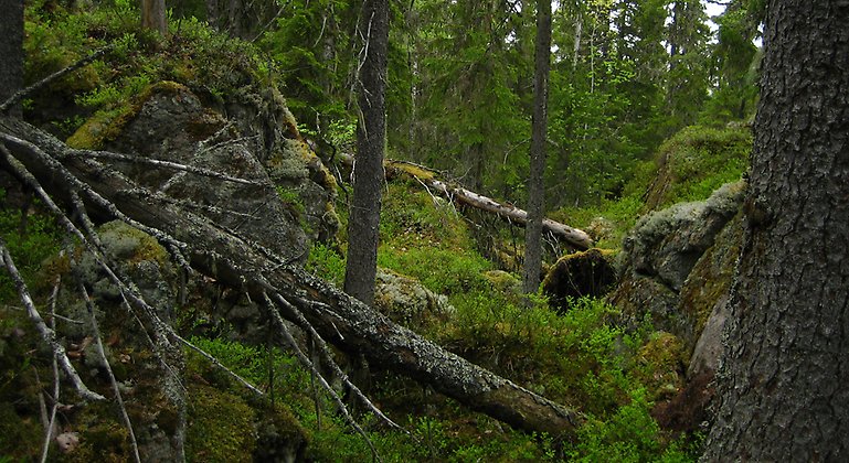 stenar och liggande träd i en sluttning
