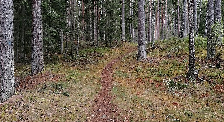 En stig leder in i en barrblandskog. Höstfärger.