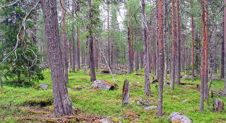 Tallskog med spår av brand här och där. Foto: Länsstyrelsen Norrbotten
