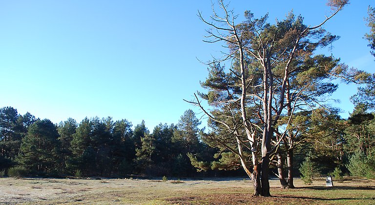 Öppen gräsmark med omgivande träd. Foto: Johan Johnmark