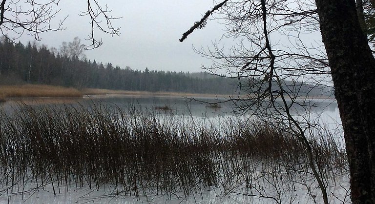 Vinterdis över isig sjö med vass och skog i Norrskogens naturreservat. Foto: Calluna
