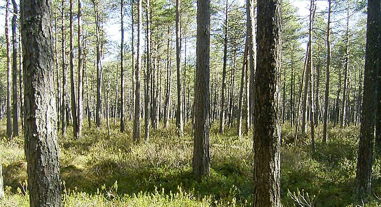 Sol bland trädstammar i Smedsmoraskogens naturreservat. På marken bärris och skvattram. Foto: Länsstyrelsen