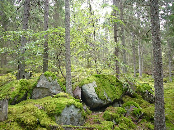Lindar och mossbeklädda stenbumlingar i naturreservatet Torslunda. Foto: Länsstyrelsen