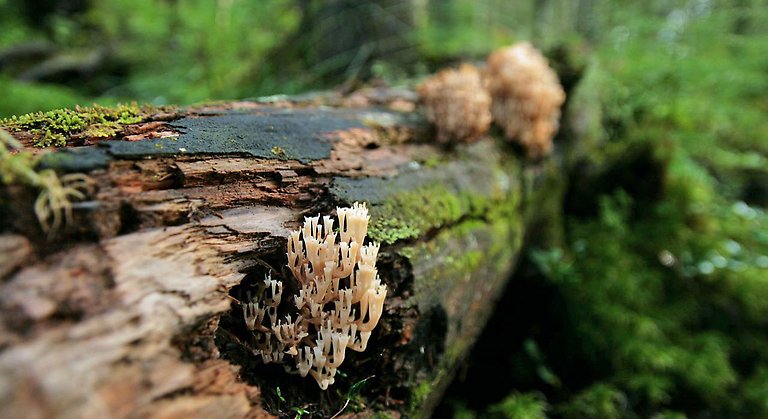 Den sällsynta kandelabersvampen behöver döda liggande träd för att livnära sig. Foto: Länsstyrelsen Norrbotten 