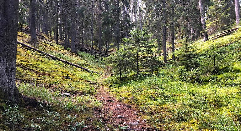 Åsgrop i Pålamalms naturreservat. Foto: Länsstyrelsen