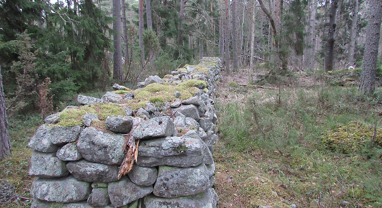 Stenmur i Tångbergets naturreservat