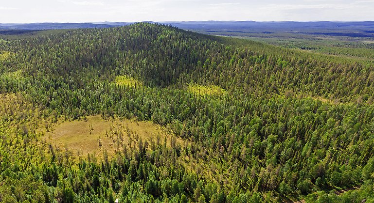 Bilden visar urskogsberget Stor-Pållar som är i princip orört av människan. Bild Länsstyrelsen Norrbotten.
