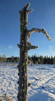 Gul varglav på stående död ved i vintrigt och snöigt landskap.