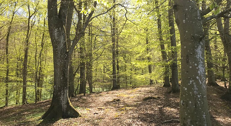 Asbjär, en lövskogsklädd kulle. Foto: Gunilla Davidsson Lundh