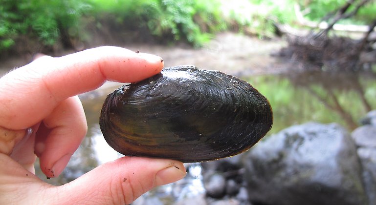 Svart mussla hålls upp i luften av en hand. Ett vattendrag i bakgrunden. 
