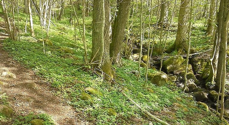 Stig som går parallellt med en bäck. På marken är det grönt av örter och lövträdsstammarna står tätt.