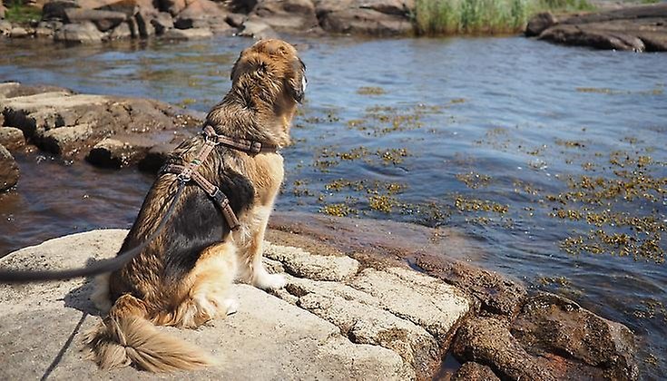 Hund som sitter på en klippa vid havet