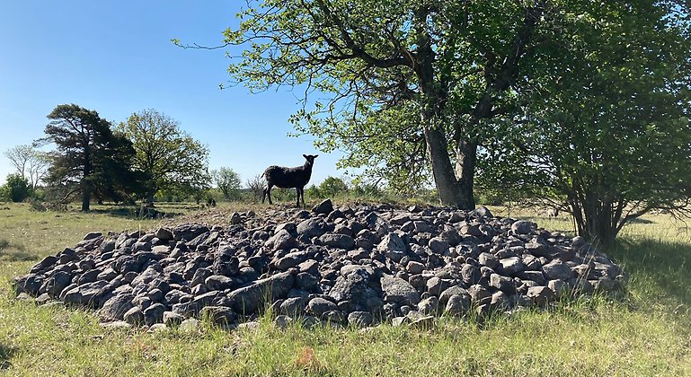 Ett lamm står på ett stenröse.
