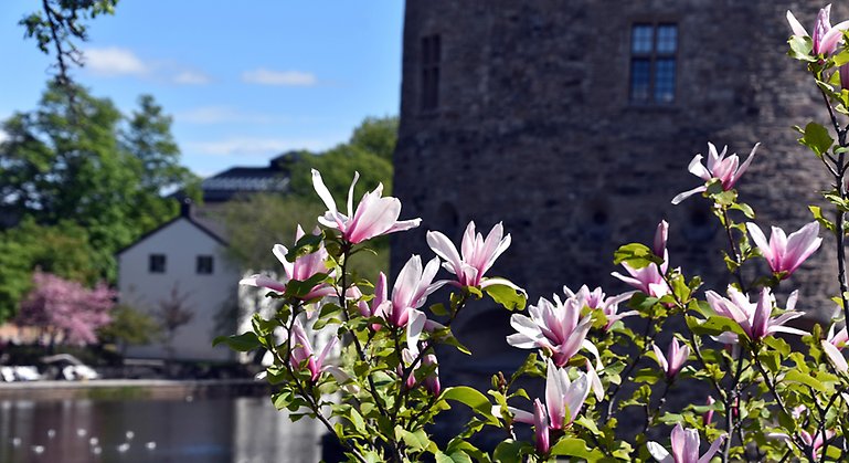 Bild på blommande magnolia utanför Örebro slott