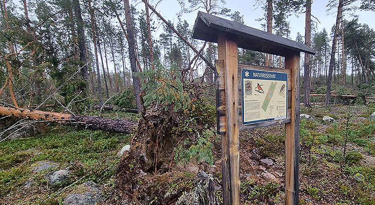 Varning för stormfällda träd i naturreservat