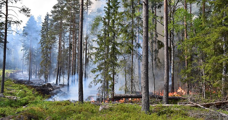 Översiktsbild på eld och brandgata under en naturvårdsbränning i Klocknareberg.