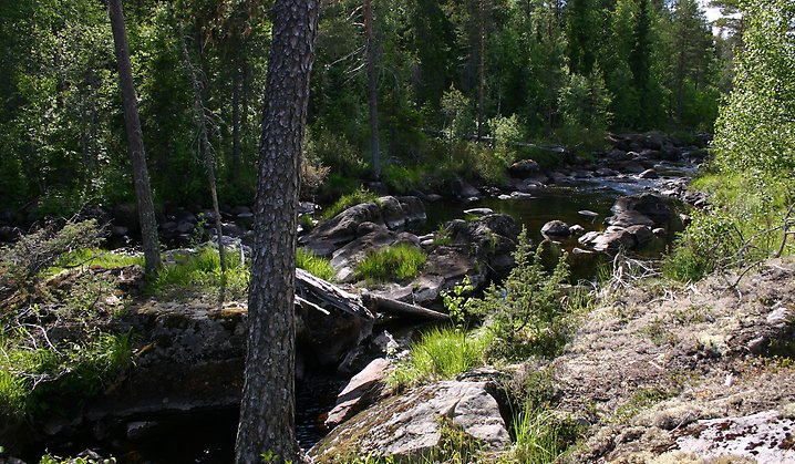 Hångelån i Måndagsskogarnas naturreservat. Foto: Länsstyrelsen Gävleborg