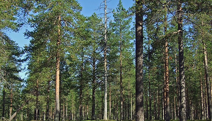 I reservatet finns tallar som är runt 300 år gamla och även enstaka grova silverfuror. Foto: Länsstyrelsen Norrbotten/Camilla Carlsson