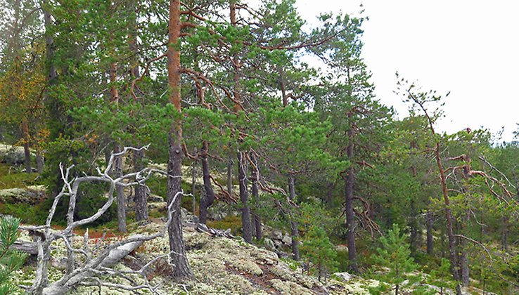 I reservatet finns gott om platser som inbjuder till en trevlig fikapaus. Foto: Länsstyrelsen Norrbotten/Camilla Carlsson