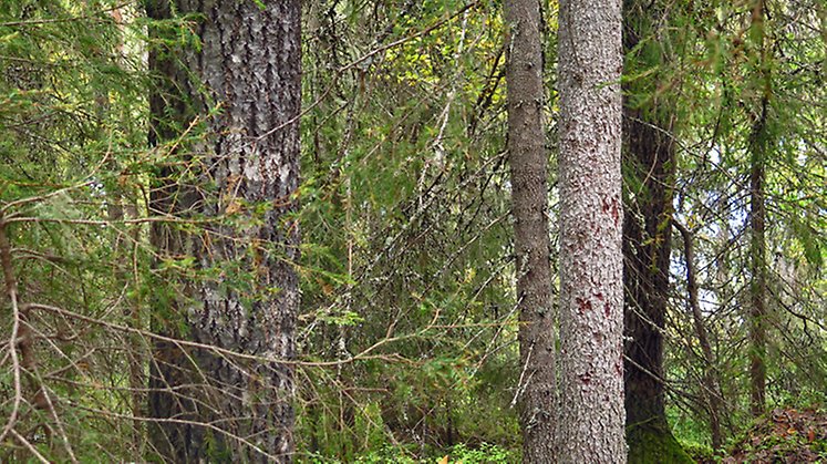 Tack vare tidigare skogsbränder finns det gott om grova gamla aspar och vårtbjörkar i stora delar av reservatet. Foto: Länsstyrelsen Norrbotten