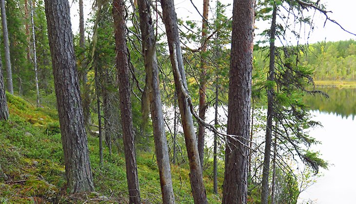 Korptjärnen kantas i väster av gammal lövrik barrblandskog.  Foto: Länsstyrelsen Norrbotten