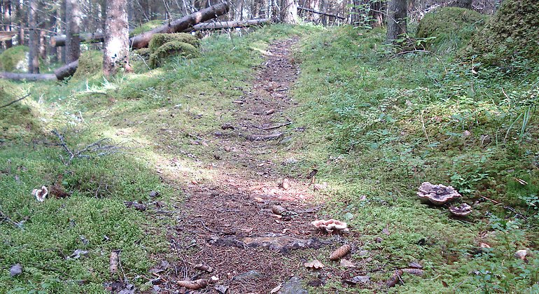 I Näsets naturreservat kan du vandra längs med stigarna. Här växer bland annat taggsvamp. Foto: Länsstyrelsen Gävleborg
