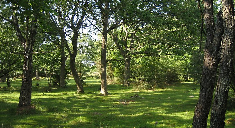 Öppen betesmark med många träd