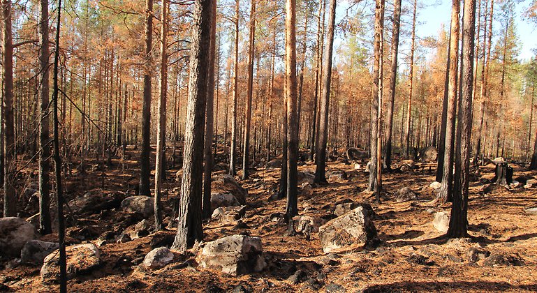 Träd i en skog som är brända efter branden i Ljusdals kommun 2018.