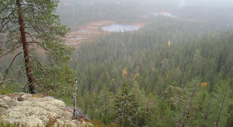 Utsikt från ett berg över en granskog.