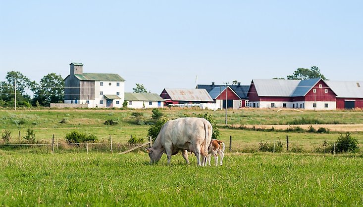 Kor betar i hage i förgrunden och en gård syns i bakgrunden.