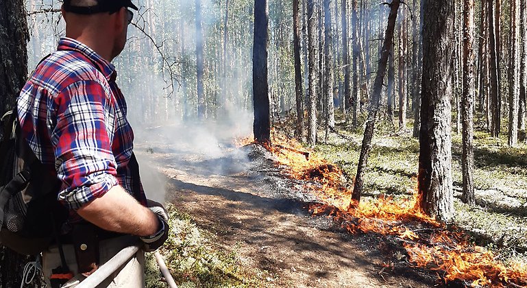 Kontrollerad naturvårdsbränning i en tallskog.